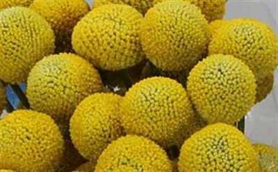Craspedia Big Yellow
