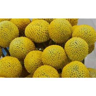 Craspedia Big Yellow