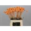 Craspedia Painted Apricot