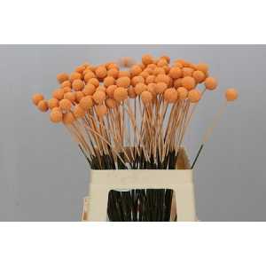Craspedia Painted Apricot