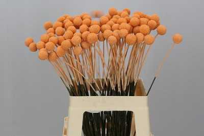 Craspedia Painted Apricot