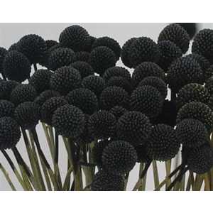 Craspedia Painted Black
