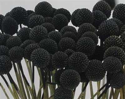 Craspedia Painted Black