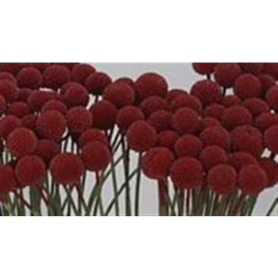 Craspedia Painted Bordeaux