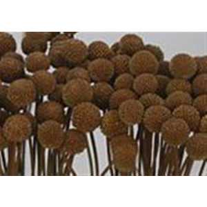Craspedia Painted Brown