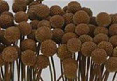 Craspedia Painted Brown