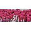 Craspedia Painted Cerise