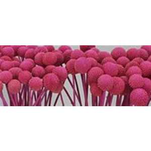 Craspedia Painted Cerise