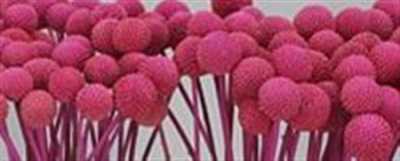Craspedia Painted Cerise