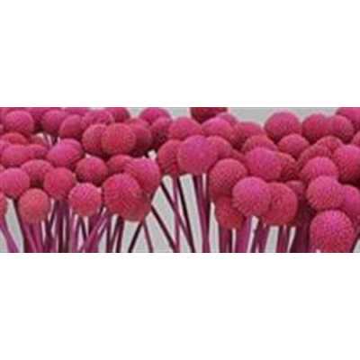 Craspedia Painted Cerise