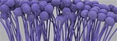 Craspedia Painted Lilac
