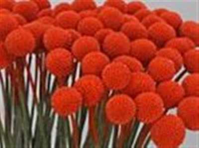 Craspedia Painted Orange