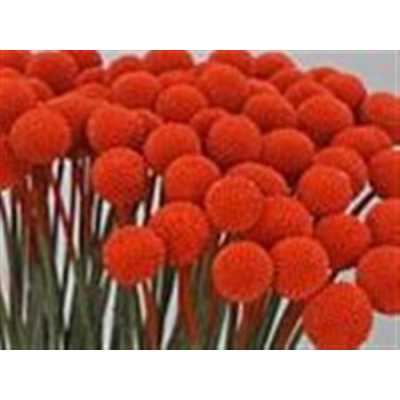 Craspedia Painted Orange