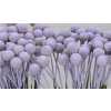 Craspedia Painted Pale Lilac