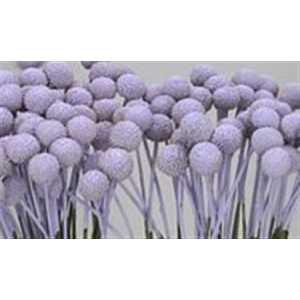 Craspedia Painted Pale Lilac