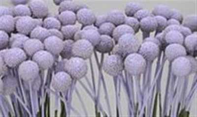 Craspedia Painted Pale Lilac