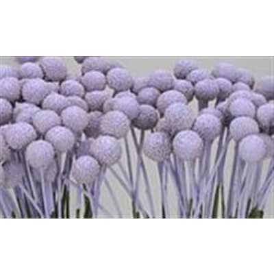 Craspedia Painted Pale Lilac