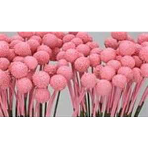 Craspedia Painted Pink