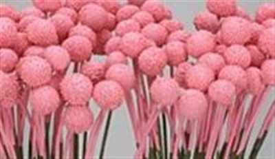 Craspedia Painted Pink