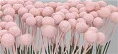 Craspedia Painted Pink Pale