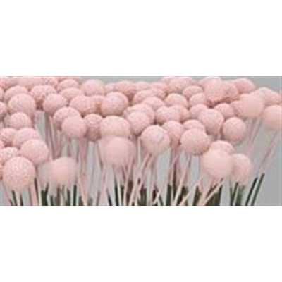 Craspedia Painted Pink Pale