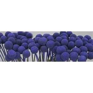 Craspedia Painted Purple