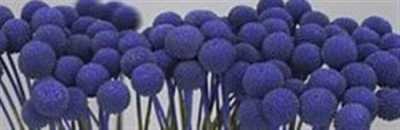 Craspedia Painted Purple