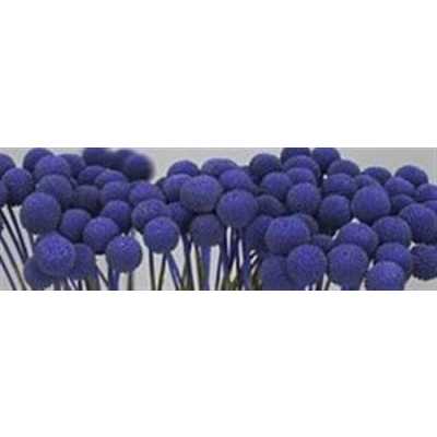 Craspedia Painted Purple