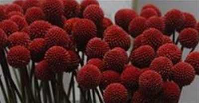 Craspedia Painted Red