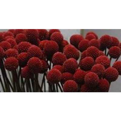 Craspedia Painted Red