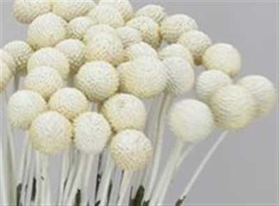 Craspedia Painted White