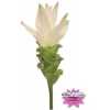 Curcuma Al Siam Shine