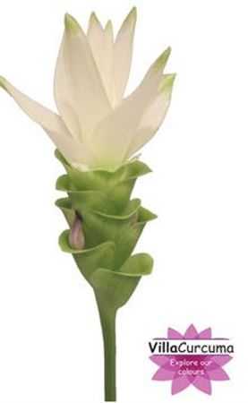 Curcuma Al Siam Shine