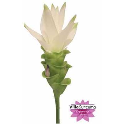 Curcuma Al Siam Shine