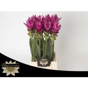 Curcuma Al Siam Soul