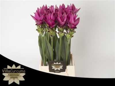 Curcuma Al Siam Soul