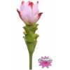 Curcuma Al Siam Sunrise