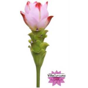 Curcuma Al Siam Sunrise