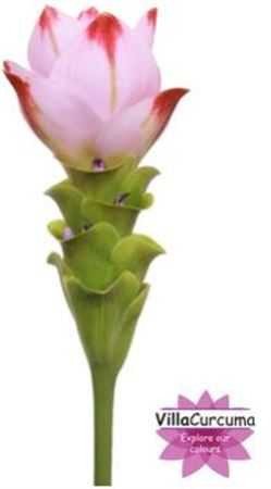 Curcuma Al Siam Sunrise