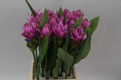 Curcuma Cerise