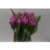 Curcuma Siam Shadow