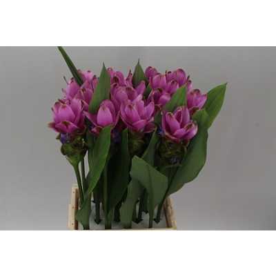 Curcuma Siam Shadow