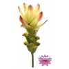 Curcuma Siam Solar