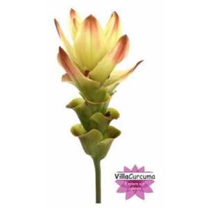 Curcuma Siam Solar