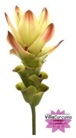 Curcuma Siam Solar