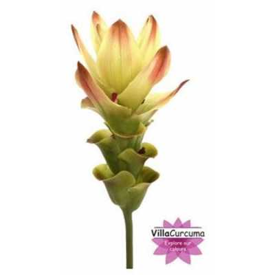 Curcuma Siam Solar