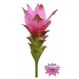 Curcuma Siam Supreme
