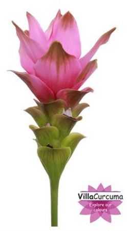Curcuma Siam Supreme