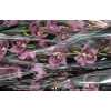 Cymb Gr Ov Dark Pink X6