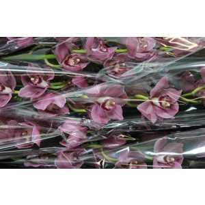 Cymb Gr Ov Dark Pink X6